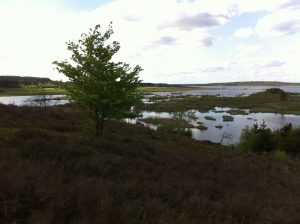 Friluftsliv